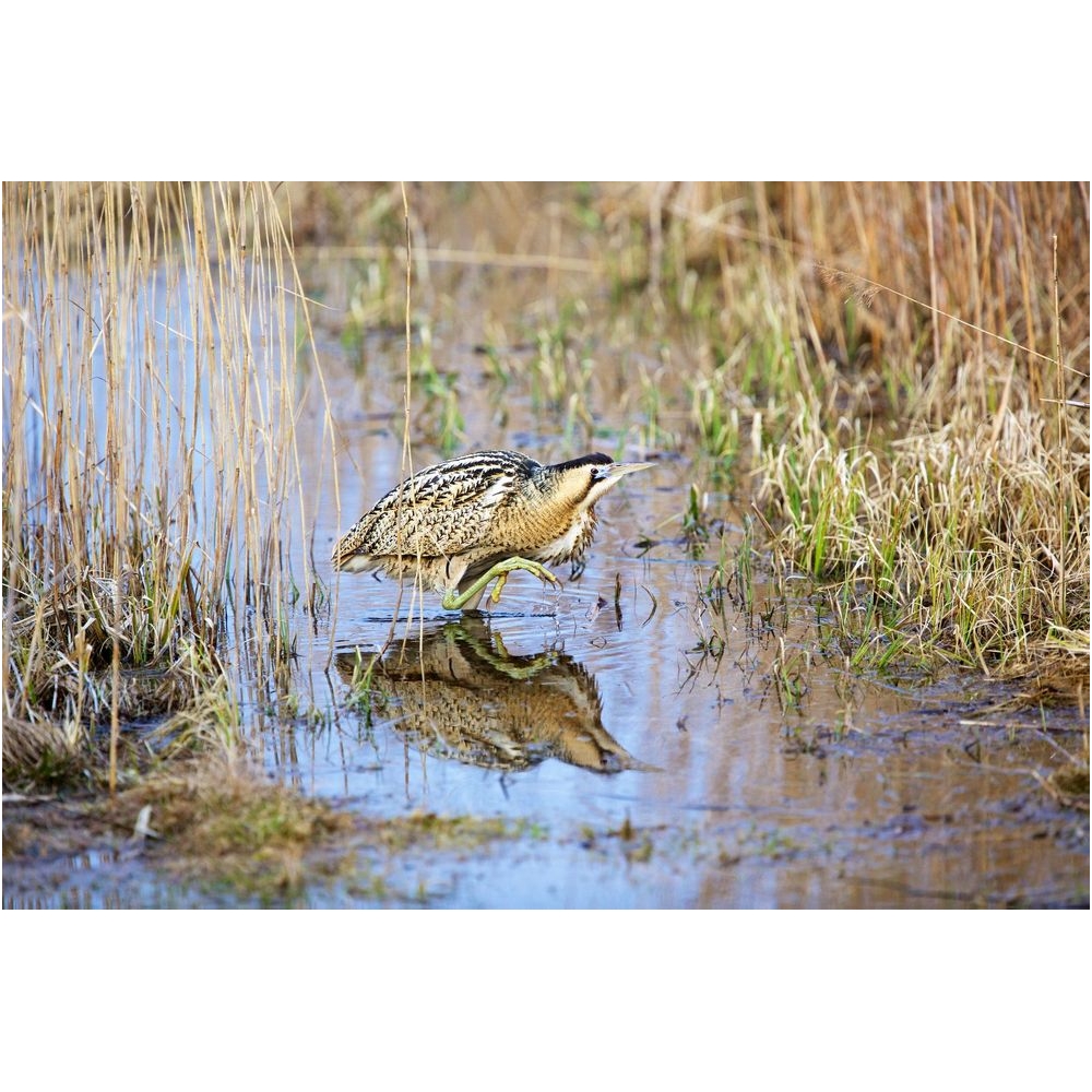 Painting "Great bittern" Painting "Great bittern"
