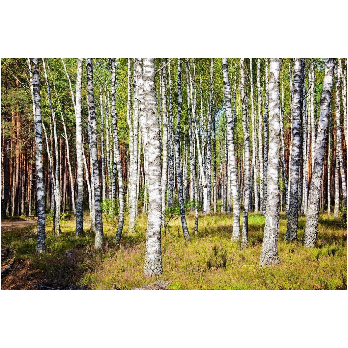Painting "Birch grove heather a couch" Painting "Birch grove heather a couch"