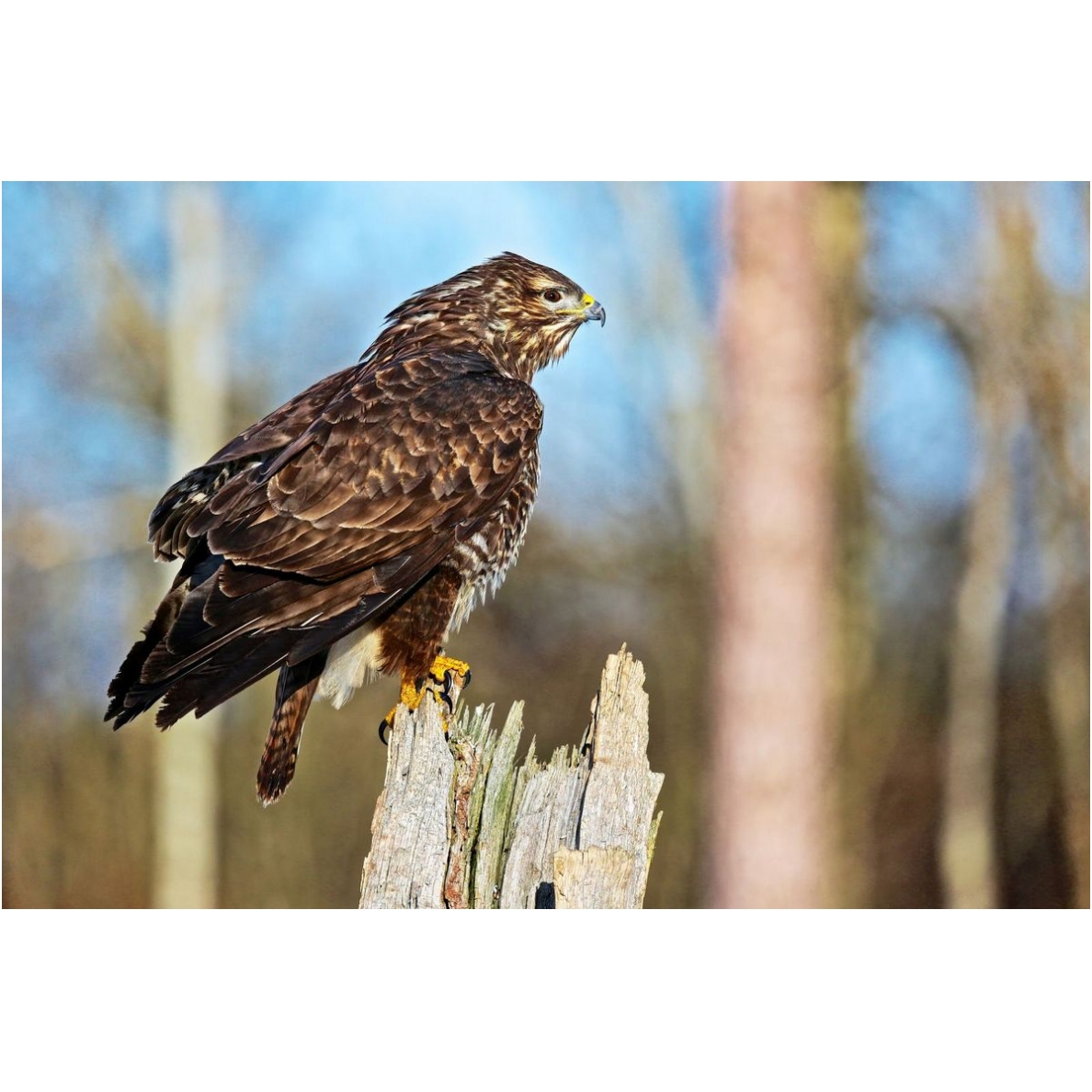 The painting "Buzzard"