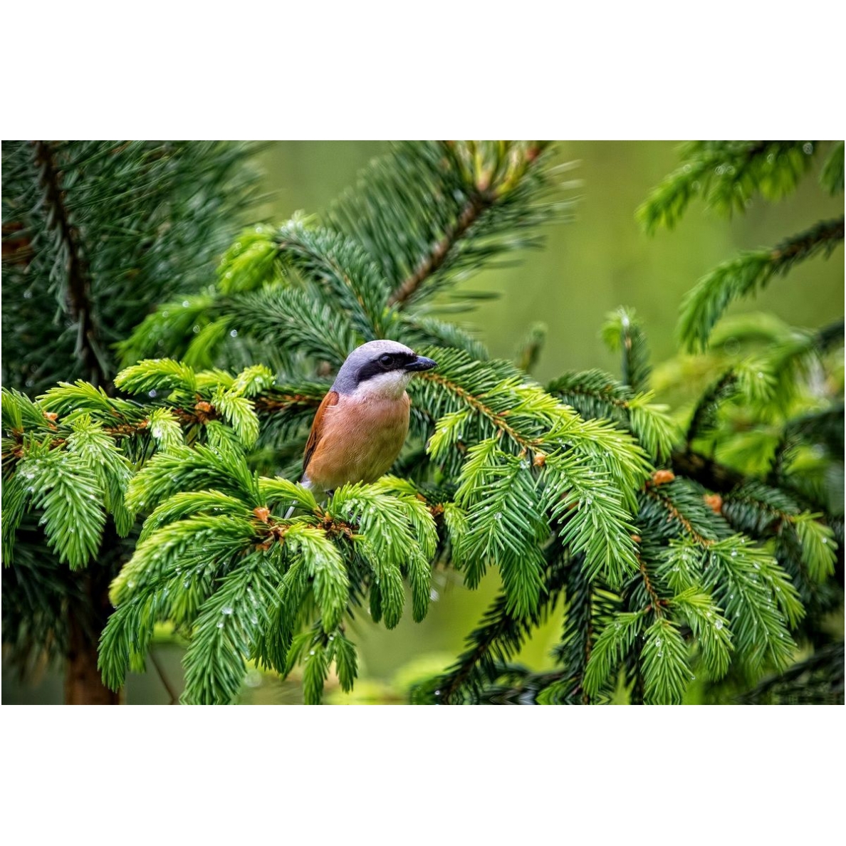 Painting "Shrike" Painting "Shrike"