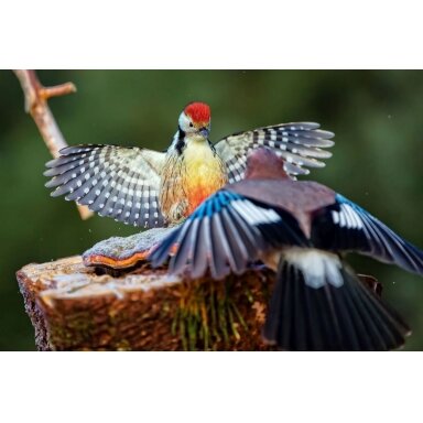 Painting "Woodpecker and Jay Battle" Painting "Woodpecker and Jay Battle"