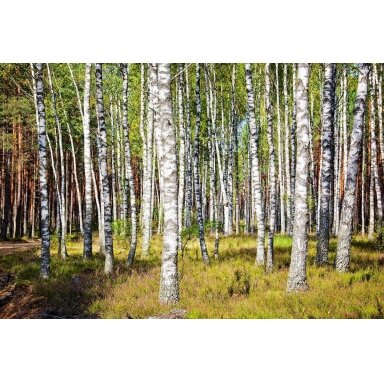 Painting "Birch grove heather a couch" Painting "Birch grove heather a couch"