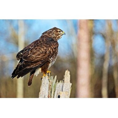 The painting "Buzzard" The painting "Buzzard"
