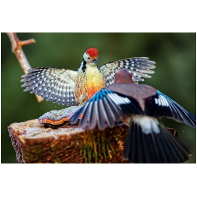 Painting "Woodpecker and Jay Battle" Painting "Woodpecker and Jay Battle"