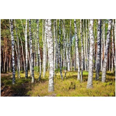 Painting "Birch grove heather a couch" Painting "Birch grove heather a couch"