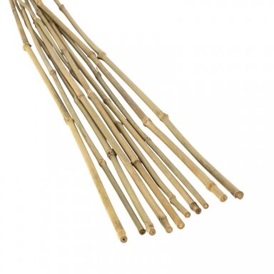Bamboo 60 cm (6-8 mm) 500 pcs. Bamboo 60 cm (6-8 mm) 500 pcs.