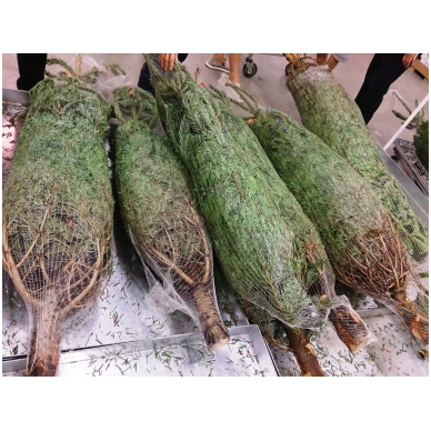 Christmas trees packing bags HDP, 40 cm, 10x100 m