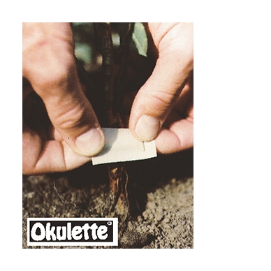 Budding ties Okulette O 30 4