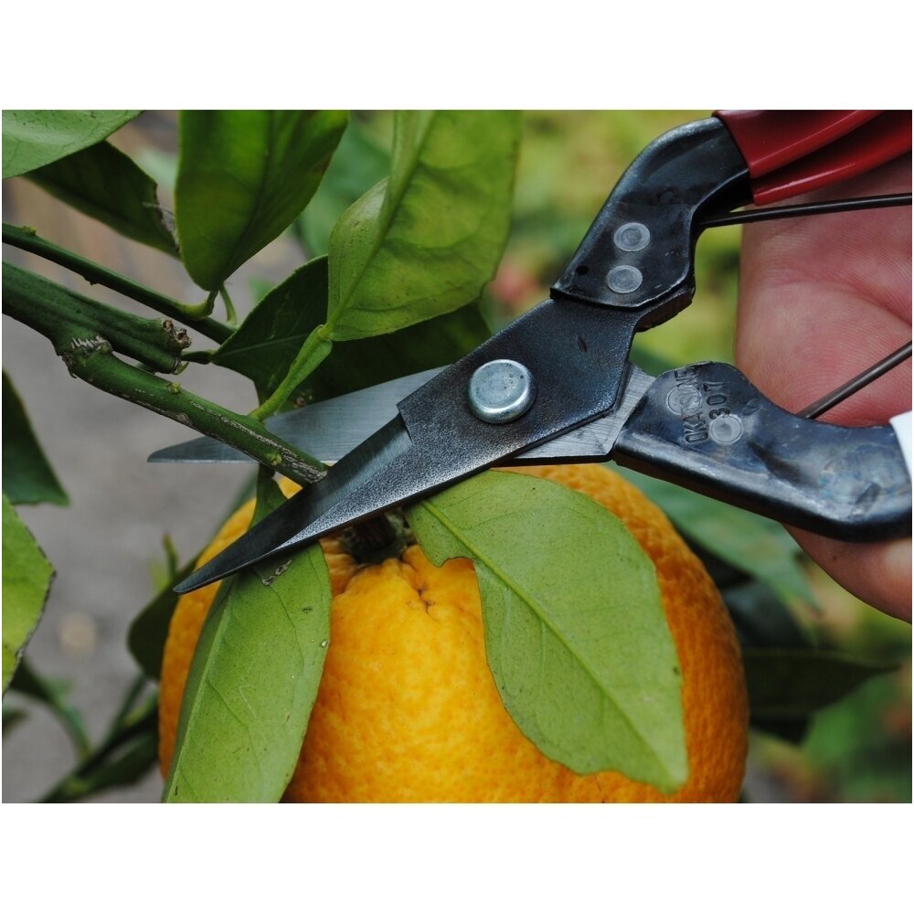 Secateurs 307 OKATSUNE 2 Secateurs 307 OKATSUNE 2